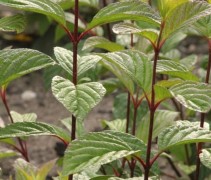 Winterbloeiende Sneeuwbal Dawn Viburnum X Bodnantense Dawn Kopen